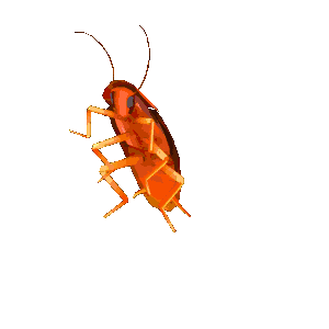 KaczoriX