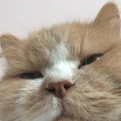 kamcer