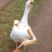 Dyziuxx