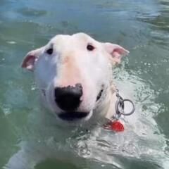 gizmeczek fajny ziomeczek