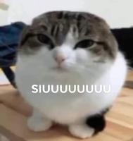 OwO