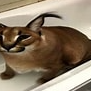 FOXY_ten_ze_fnafa